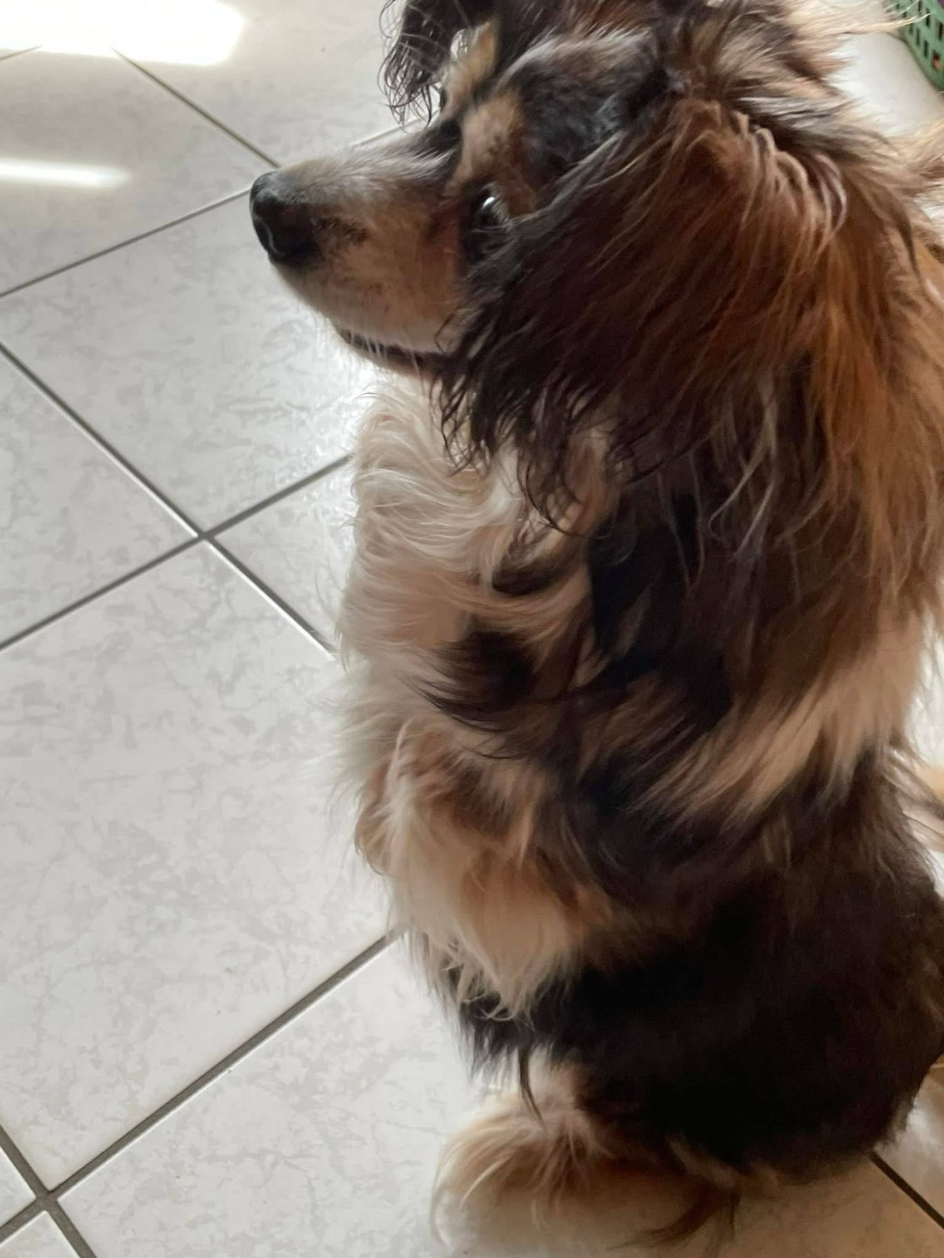 Ein kleiner, braun-weißer Hund sitzt seitlich auf einem hellen Fliesenboden.