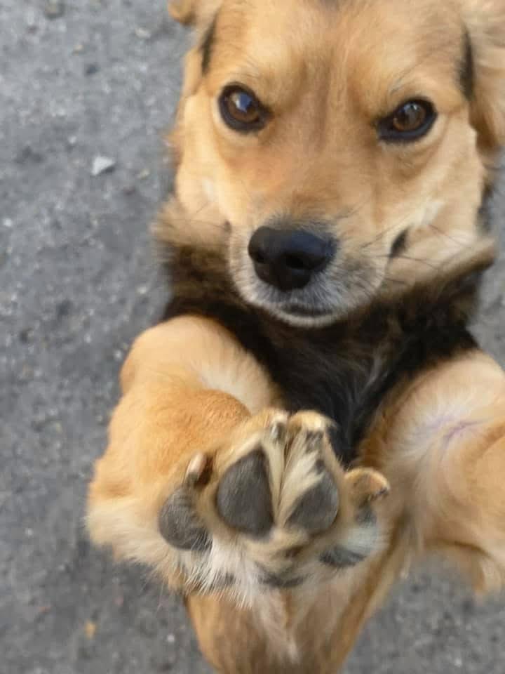 Brauner Hund mit erhobenen Vorderpfoten, schaut direkt in die Kamera.